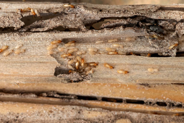 Best Pest Removal Services  in Greenwood, AR